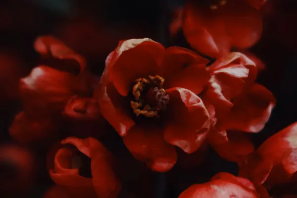 Of Infatuations and Detachments